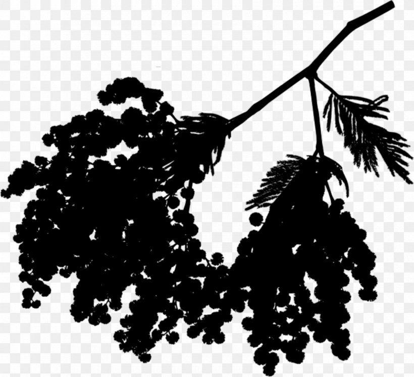 Grape Mimosa Silhouette Font Leaf, PNG, 1680x1532px, Grape, Blackandwhite, Branch, Leaf, Mimosa Download Free