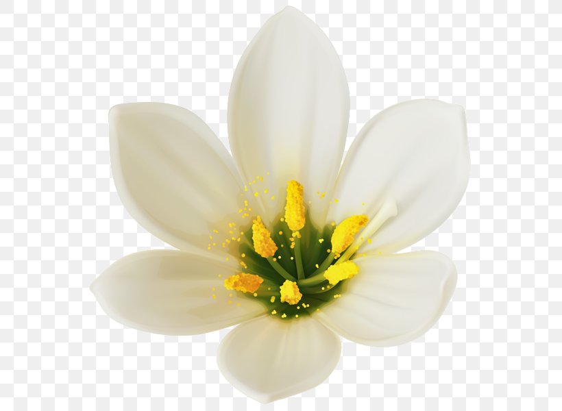 White Wine Flower Clip Art, PNG, 578x600px, White Wine, Color, Flower, Flower Bouquet, Flowering Plant Download Free