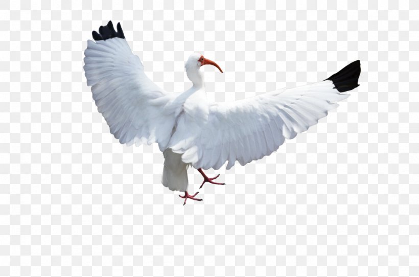 Bird Columbidae Crane Flight, PNG, 1098x727px, Bird, American White Ibis, Australian White Ibis, Beak, Columbidae Download Free