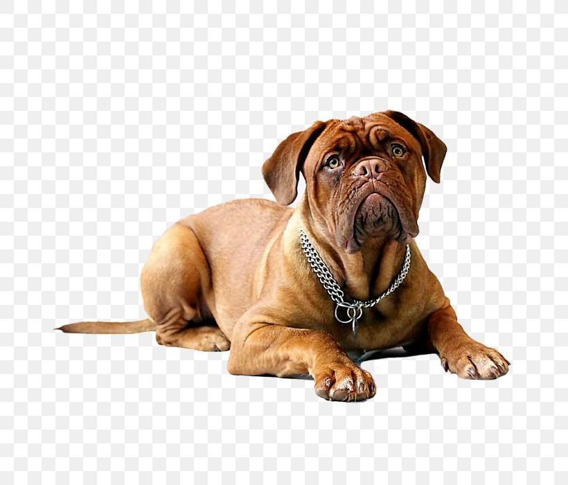 Dogue De Bordeaux English Mastiff Dogo Argentino Bullmastiff Miniature Pinscher, PNG, 700x700px, Dogue De Bordeaux, Boxer, Breed, Bullmastiff, Carnivoran Download Free