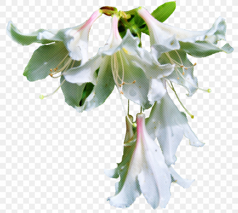 Flower White Plant Petal Cut Flowers, PNG, 900x804px, Flower, Angels Trumpets, Bouquet, Cut Flowers, Petal Download Free
