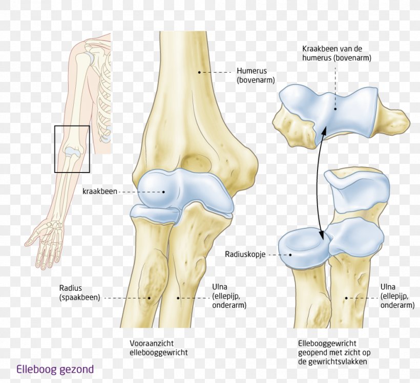 Shoulder Hip Knee Elbow, PNG, 992x906px, Shoulder, Arm, Bone, Elbow, Hand Download Free