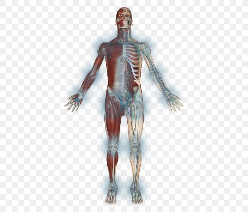 Shoulder Homo Sapiens Skeleton Muscle Arm, PNG, 450x700px, Watercolor, Cartoon, Flower, Frame, Heart Download Free