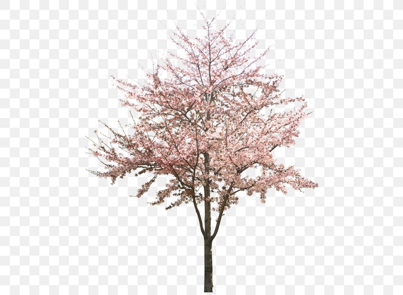 Cherry Blossom Tree Peach, PNG, 500x600px, Cherry Blossom, Blossom, Branch, Cherry, Flower Download Free