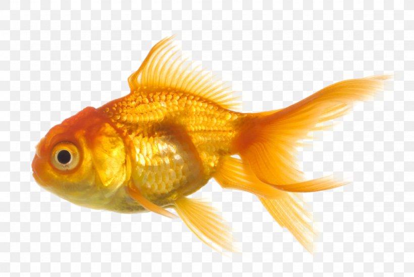 Common Goldfish Clip Art Common Carp Image, PNG, 1024x686px, Common Goldfish, Aquarium, Bony Fish, Calico, Common Carp Download Free