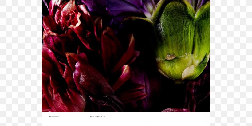 Encyclopedia Of Flowers Encyclopedia Of Nature Petal Plants, PNG, 1280x640px, Flower, Book, Encyclopedia, Flora, Flowering Plant Download Free