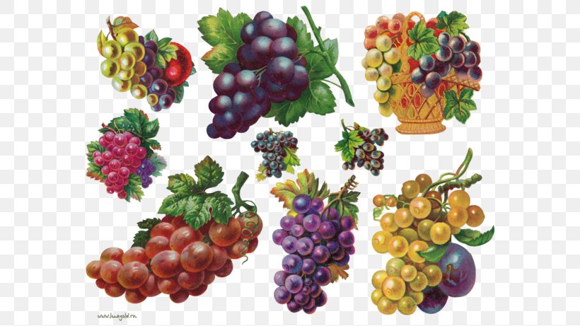 Grape Decoupage Berry Clip Art, PNG, 600x461px, Grape, Auglis, Berry, Blackberry, Boysenberry Download Free