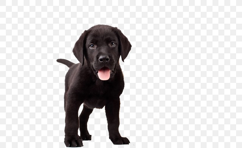 Labrador Retriever Training Your Puppy French Bulldog Pet, PNG, 500x500px, Labrador Retriever, Animal, Animal Rescue Group, Borador, Carnivoran Download Free