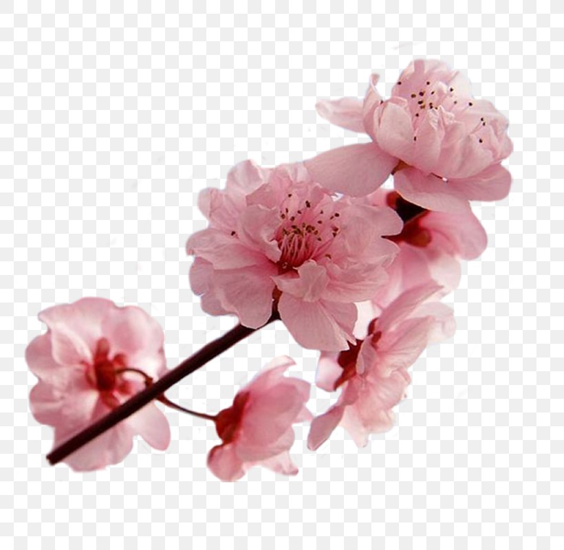 National Cherry Blossom Festival Cerasus, PNG, 770x800px, Blossom, Auglis, Branch, Cerasus, Cherry Download Free