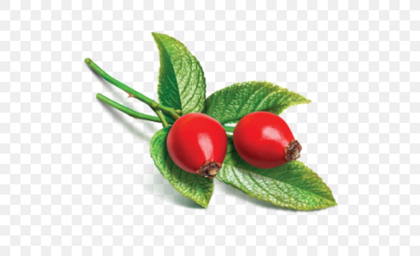 Rose Hip Seed Oil Carrier Oil Essential Oil, PNG, 500x500px, Rose Hip, Berry, Carrier Oil, Cherry, Cosmetics Download Free