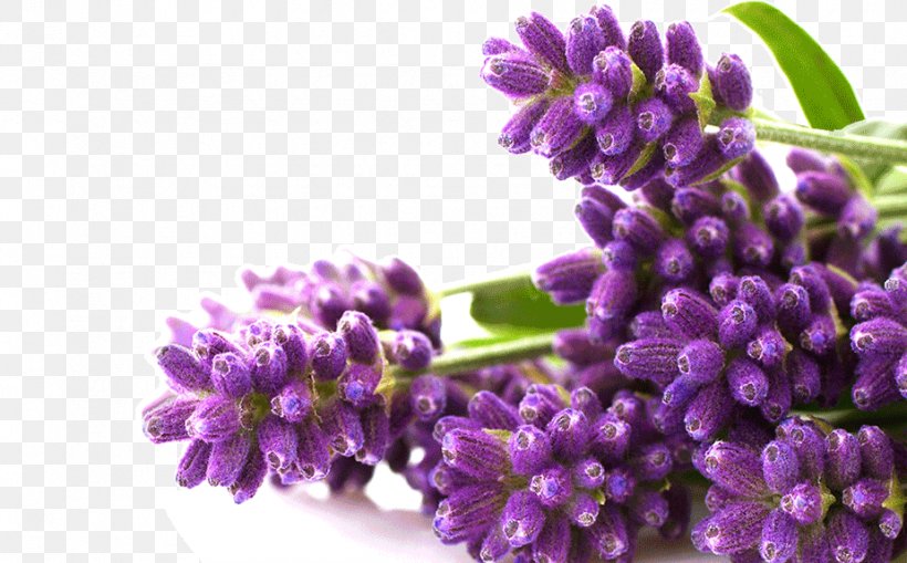 Aroma Compound Aromatherapy Fragrance Oil Perfume Lavender, PNG, 925x575px, Aroma Compound, Aromatherapy, Cananga Odorata, Cosmetics, English Lavender Download Free