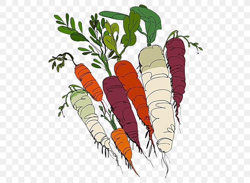 Carrot Organic Food Vegetable Illustration, PNG, 600x600px, Carrot, Art, Food, Masterfile Corporation, Organic Food Download Free