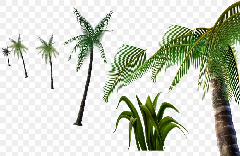 Coconut Tree, PNG, 4000x2609px, 3d Computer Graphics, Coconut, Arecales, Designer, Energy Download Free