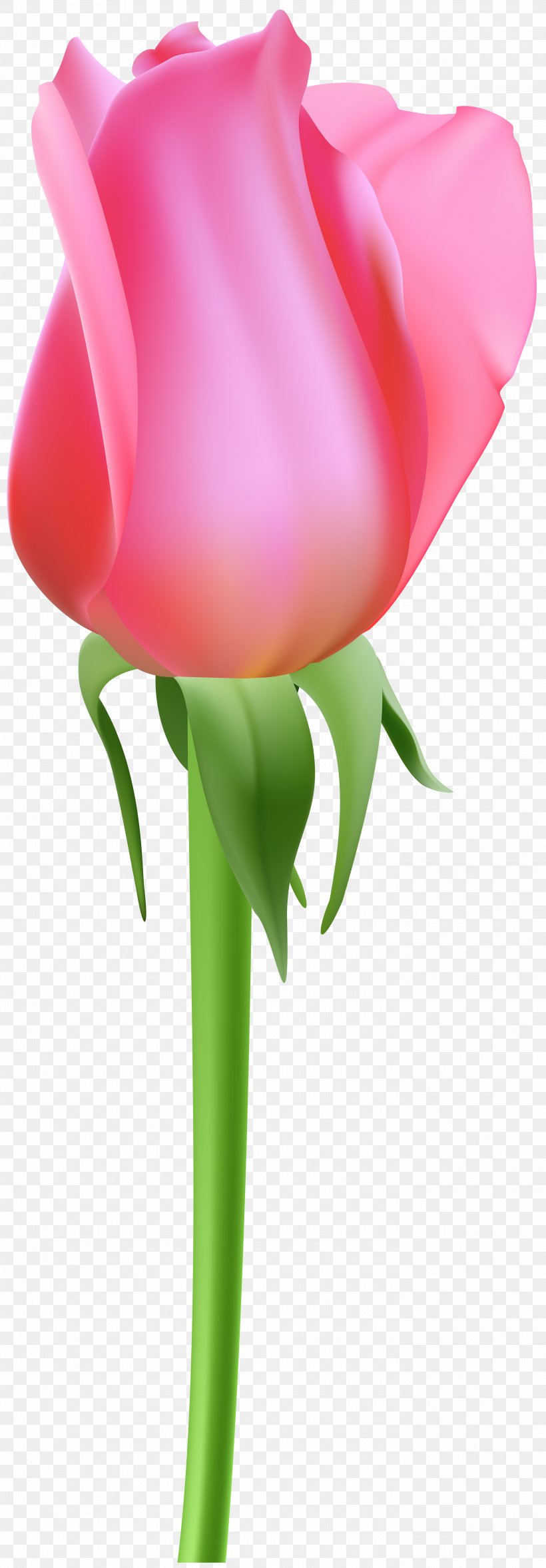Garden Roses Clip Art Image Graphics, PNG, 2785x8000px, Garden Roses, Bud, Cartoon, Cut Flowers, Flower Download Free