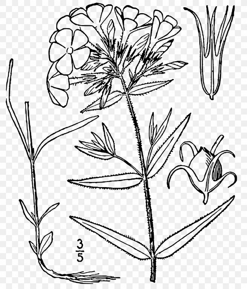 Phlox Pilosa Phlox Divaricata Line Art Phlox Paniculata Drawing, PNG, 1026x1200px, Line Art, Black And White, Branch, Drawing, Flora Download Free