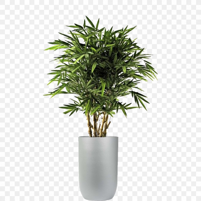 Polyscias Fruticosa Plants Tree Artificial & Dried Flora Dracaena Fragrans, PNG, 1000x1000px, Polyscias Fruticosa, Arecales, Artificial Dried Flora, Bamboo, Dracaena Download Free