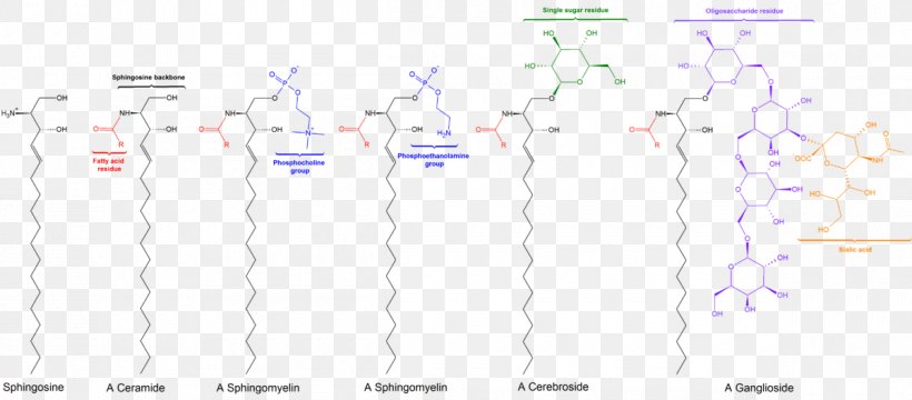 Sphingolipid Sphingosine-1-phosphate Lipid Signaling Ceramide, PNG, 1200x527px, Sphingolipid, Alcohol, Alkanolamine, Amine, Amino Talde Download Free