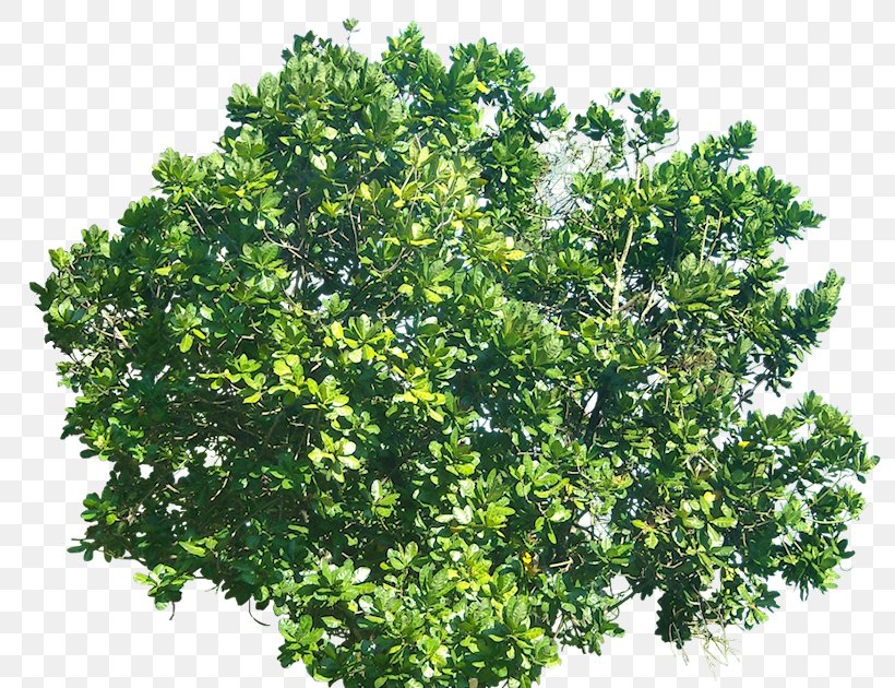 Barringtonia Asiatica Tree Shrub, PNG, 800x630px, Barringtonia Asiatica, Arecaceae, Barringtonia, Black Locust, Branch Download Free