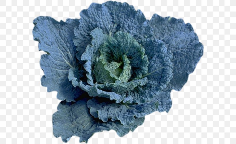 Centerblog Cabbage Broccoli, PNG, 600x500px, Centerblog, Blog, Blue, Brassica Oleracea, Broccoli Download Free