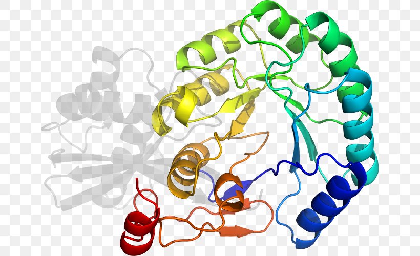 Clip Art Product Organism Line Protein, PNG, 659x500px, Organism, Area, Artwork, Protein, Protein Primary Structure Download Free