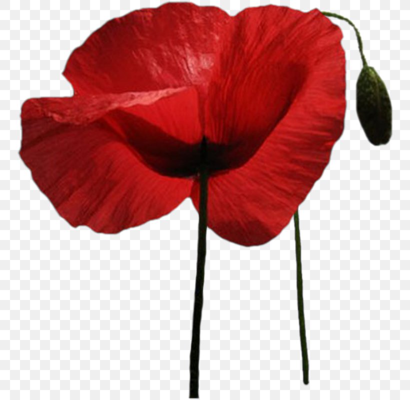 Common Poppy Flower, PNG, 754x800px, Poppy, Common Poppy, Coquelicot, Digital Image, Flower Download Free