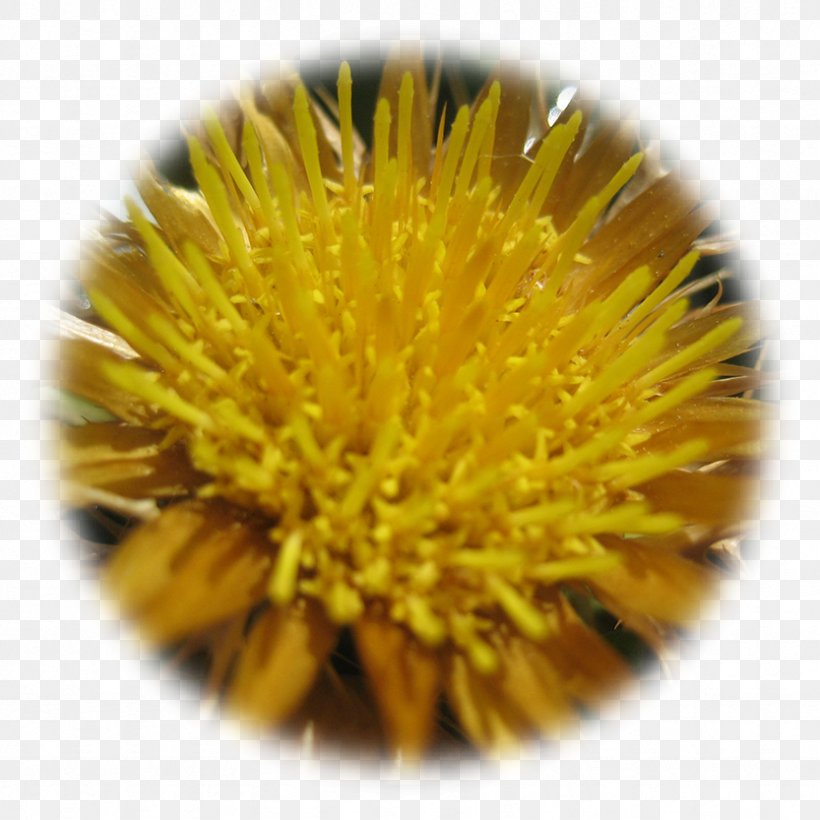 Dandelion, PNG, 833x833px, Dandelion, Flower, Pollen, Sunflower Seed Download Free