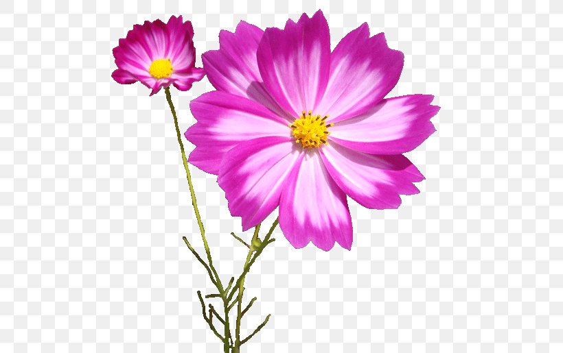 Garden Cosmos, PNG, 500x515px, Garden Cosmos, Annual Plant, Aster, Blog, Byte Download Free