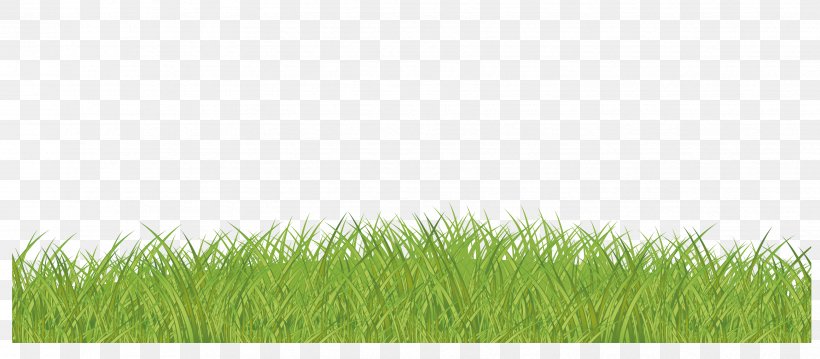 Lawn Green Grasses Family, PNG, 3421x1500px, Lawn, Family, Grass, Grass Family, Grasses Download Free