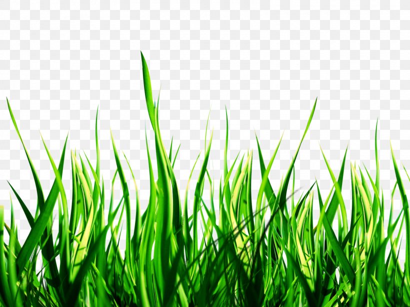 Lawn PicsArt Photo Studio Garden Sticker Yard, PNG, 1600x1200px, Lawn, Artificial Turf, Chair, Commodity, Editing Download Free