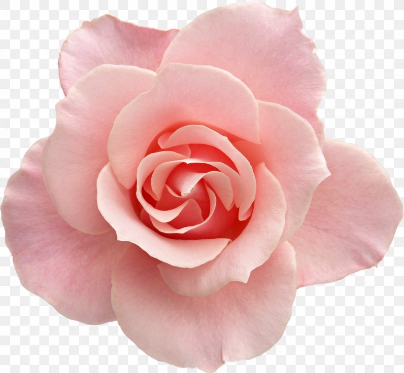 Rose Pink Flowers Pink Flowers Clip Art, PNG, 1600x1476px, Rose, Art, Blue, Blue Rose, Camellia Download Free