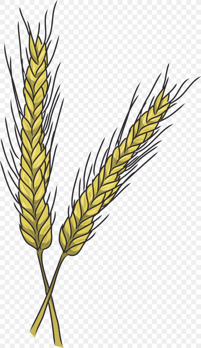 Cereal Emmer Einkorn Wheat Triticale Food Grain, PNG, 1303x2254px, Cereal, Cereal Germ, Commodity, Common Wheat, Drawing Download Free