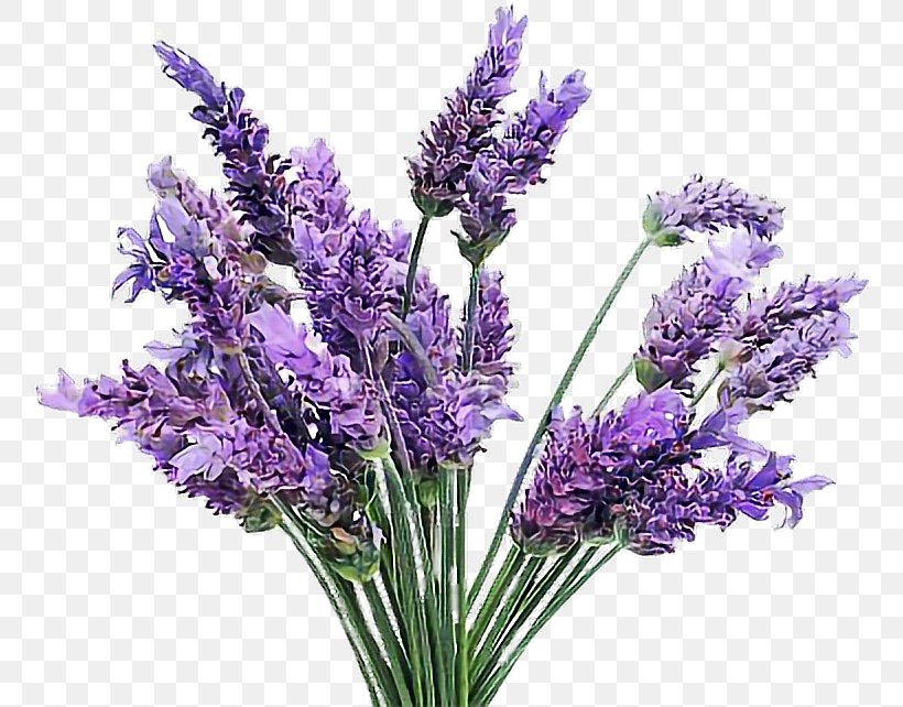 English Lavender French Lavender Flowering Plant Lamiaceae, PNG, 762x642px, English Lavender, Artificial Flower, Cut Flowers, Cutting, Flower Download Free