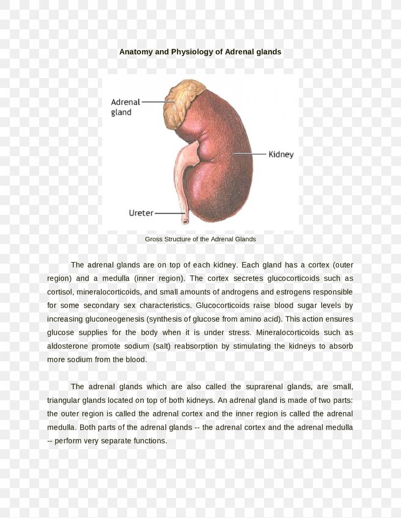 Joint Anatomy Organism Kidney, PNG, 1700x2200px, Joint, Anatomy, Kidney, Organism Download Free