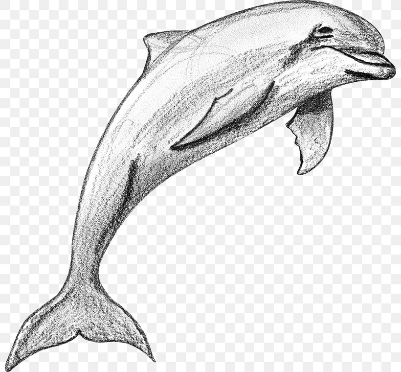 Porpoise Tucuxi Common Bottlenose Dolphin Rough-toothed Dolphin Short-beaked Common Dolphin, PNG, 800x760px, Porpoise, Artistic Rendering, Automotive Design, Beak, Bird Download Free
