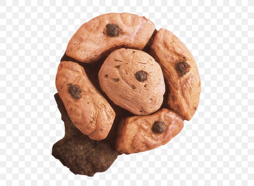 Chocolate Chip Cookie Biscuit Cookie M, PNG, 573x600px, Chocolate Chip Cookie, Baked Goods, Biscuit, Cookie, Cookie M Download Free