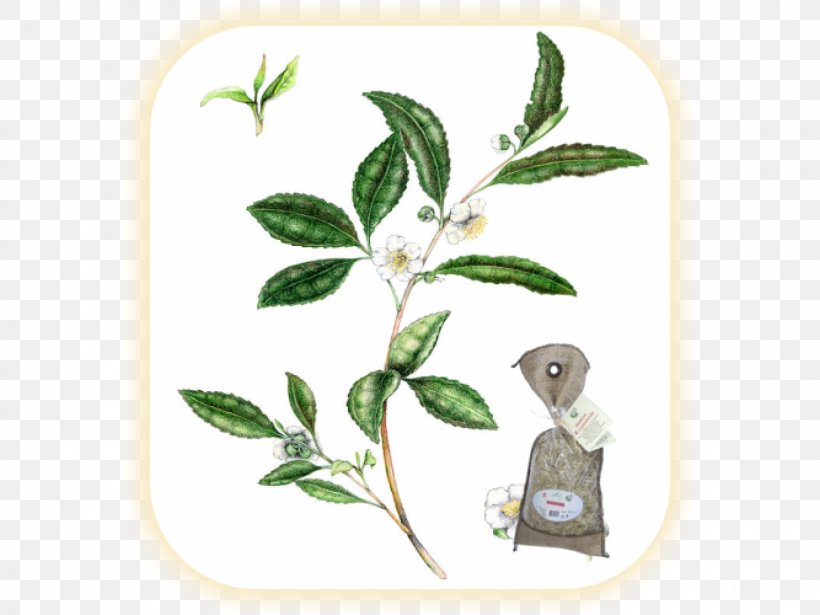 Green Tea Herb Camellia Sinensis Plant, PNG, 1600x1200px, Green Tea, Camellia, Camellia Sinensis, Flavonoid, Flora Download Free