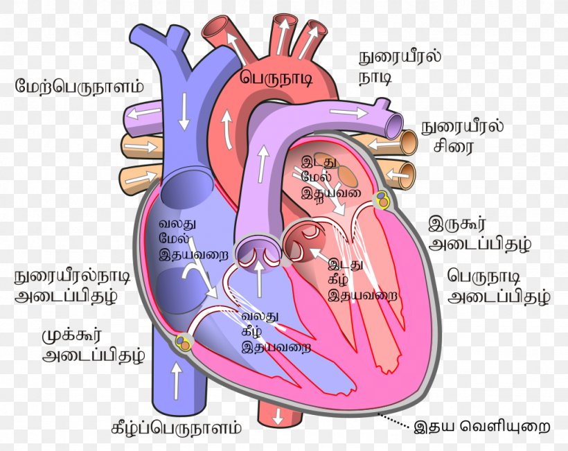 Heart Human Body Circulatory System Ventricle Atrium, PNG, 1024x814px, Watercolor, Cartoon, Flower, Frame, Heart Download Free