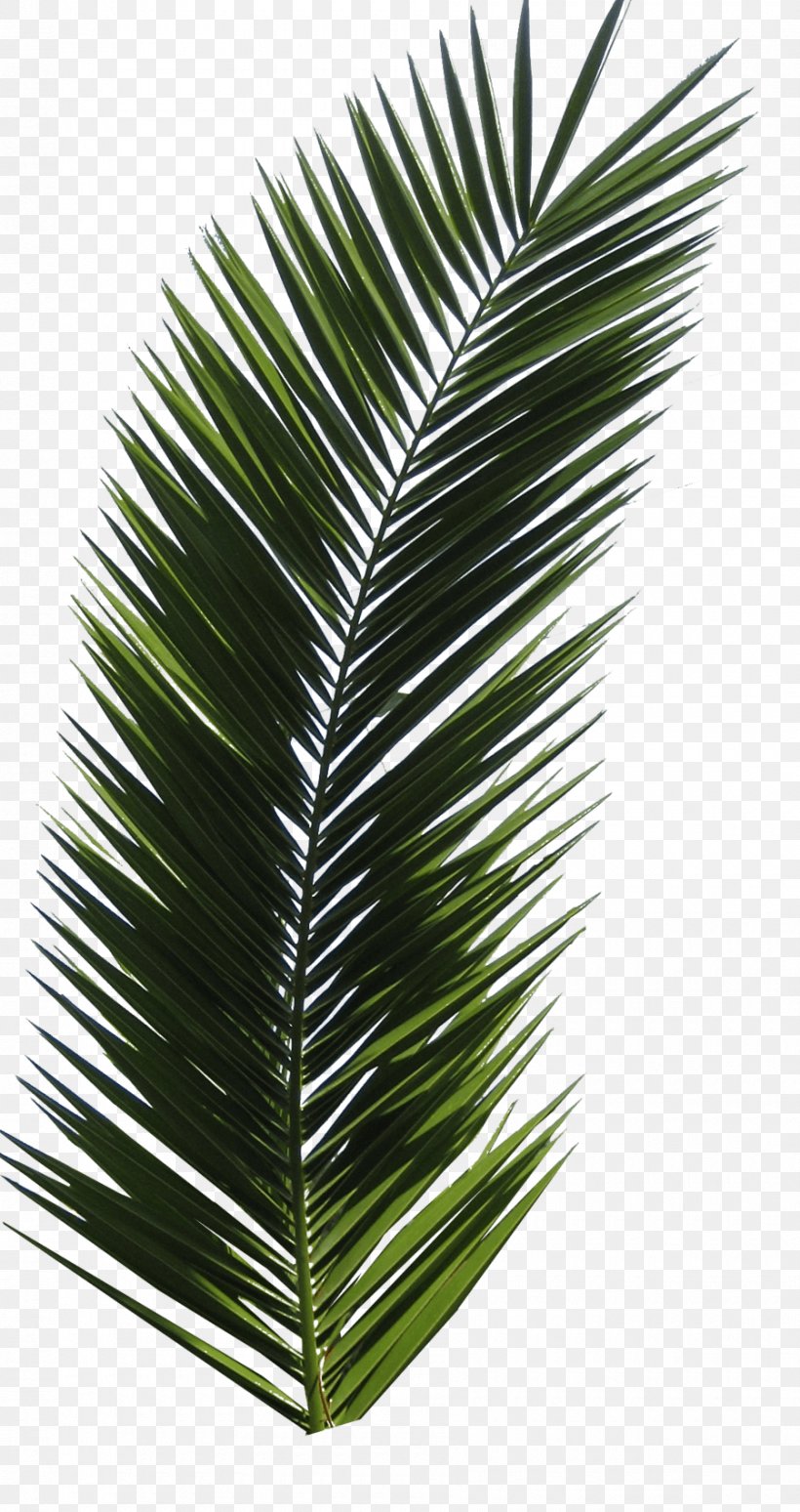 Arecaceae Tree Clip Art, PNG, 900x1700px, Arecaceae, Arecales, Autumn Leaf Color, Coconut, Date Palm Download Free