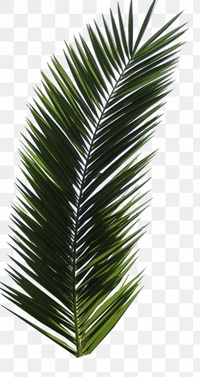 Palm Tree - Arecaceae Tree Clip Art PNG