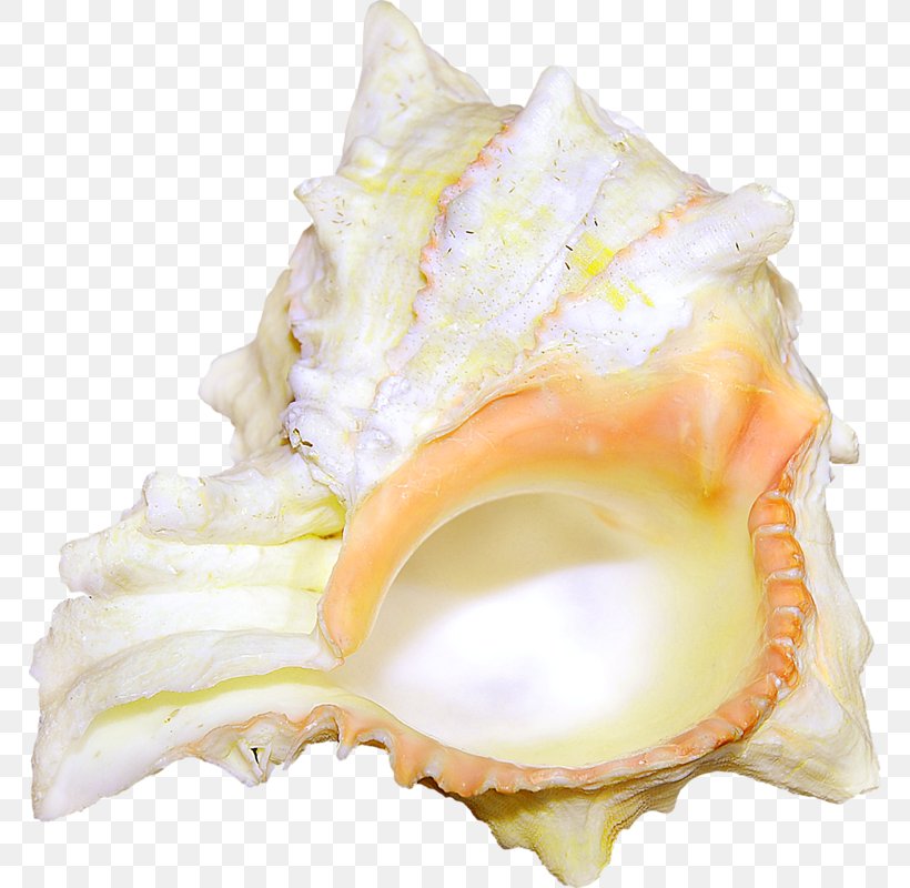 Cockle Seashell Shellfish Conch, PNG, 768x800px, Cockle, Conch, Conchology, Cream, Mollusc Shell Download Free