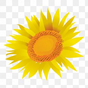 Cartoon Flower And Psd - Common Sunflower Drawing Royalty-free Clip Art PNG