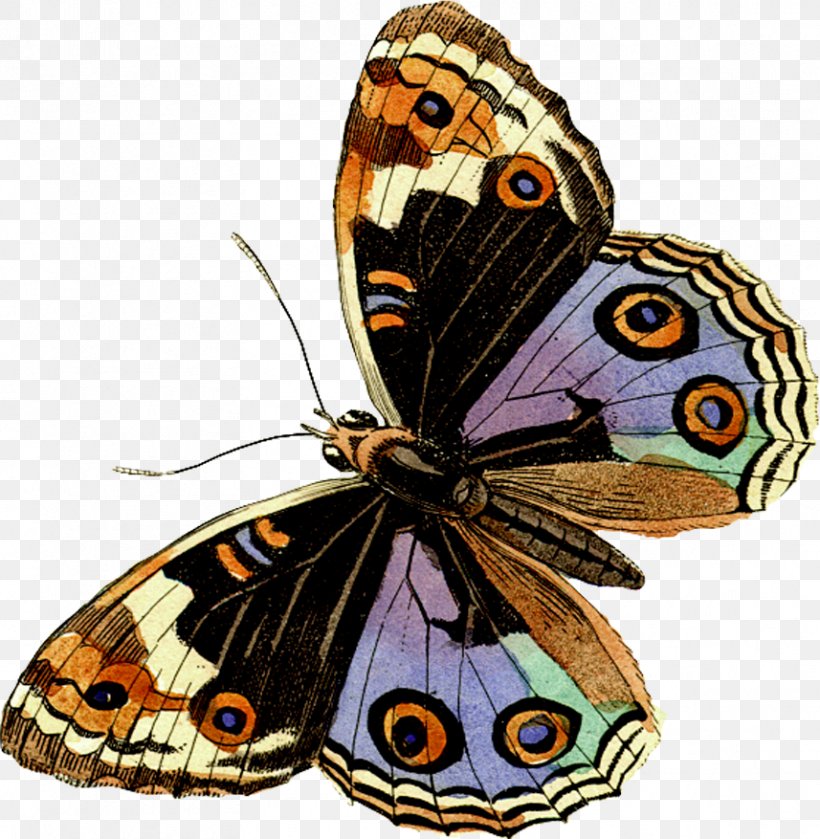 Monarch Butterfly Pieridae Gossamer-winged Butterflies Brush-footed Butterflies, PNG, 857x877px, Monarch Butterfly, Animal, Arthropod, Bird, Brush Footed Butterfly Download Free
