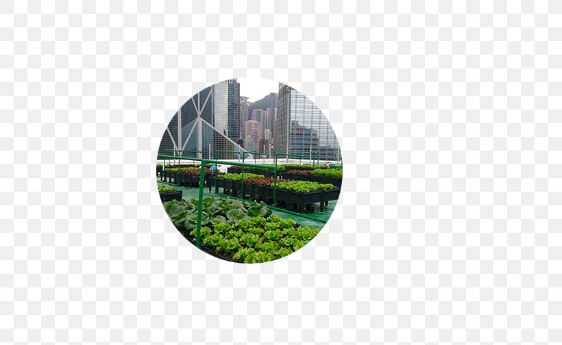 Roof Garden Urban Agriculture Green Roof, PNG, 504x504px, Roof Garden, Agriculture, Apartment, Farm, Garden Download Free