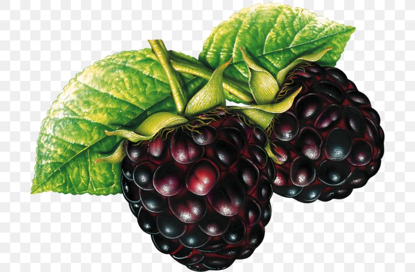 Blackberry Fruit Clip Art, PNG, 700x538px, Blackberry, Auglis, Berry, Boysenberry, Dewberry Download Free