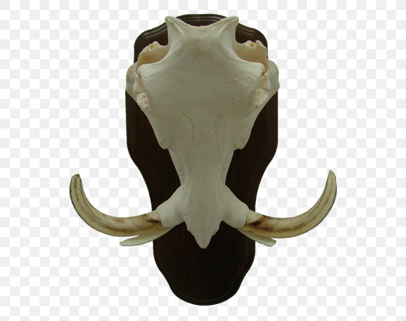 Cattle Jaw Jeffrey Horn, PNG, 565x650px, Cattle, Horn, Jaw, Jeffrey Horn Download Free