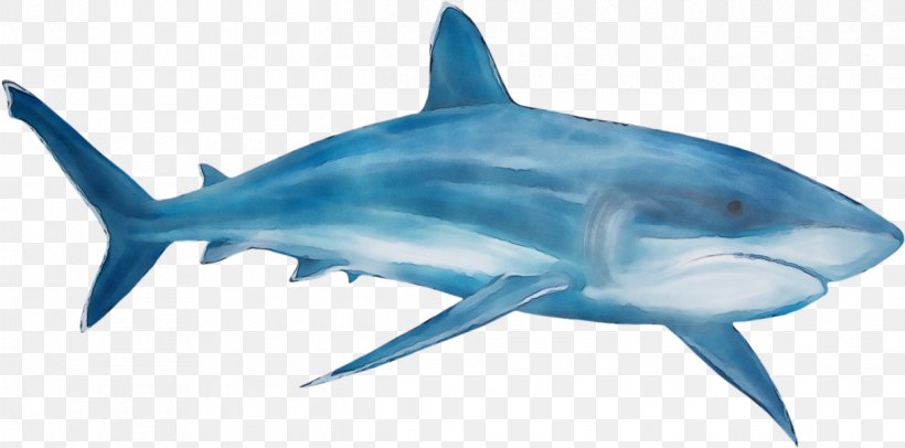 Great White Shark Background, PNG, 1215x603px, Watercolor, Albacore Fish, Atlantic Bluefin Tuna, Bonyfish, Bull Shark Download Free