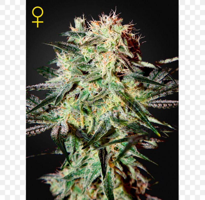 Haze Seed Marijuana Cannabis Sativa Strawberry, PNG, 800x800px, Haze, Arjan Roskam, Cannabidiol, Cannabis, Cannabis Sativa Download Free