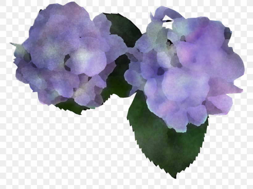 Lavender, PNG, 960x718px, Hydrangea, Cornales, Flower, Hydrangeaceae, Lavender Download Free