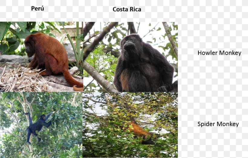 Orangutan Gorilla New World Monkeys Fauna Wildlife, PNG, 915x584px, Orangutan, Cercopithecidae, Fauna, Flora, Gorilla Download Free