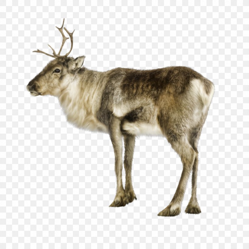 Reindeer German Shepherd Moose Clip Art, PNG, 1024x1024px, Deer, Animal, Antler, Dog, Fauna Download Free